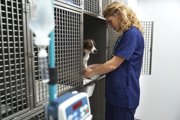 Pet boarding kennels under secure video monitoring